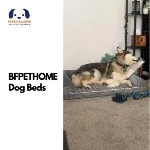 BFPETHOME Dog Beds