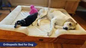 Orthopedic Bed for Dog