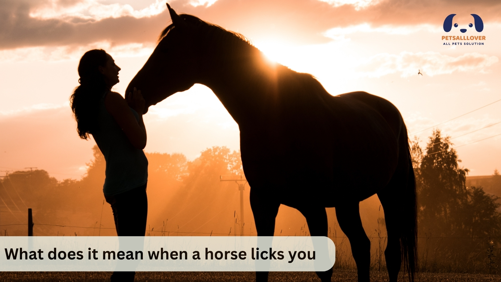 what does it mean when a horse licks you