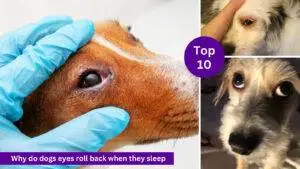 Why do dogs eyes roll back when they sleep