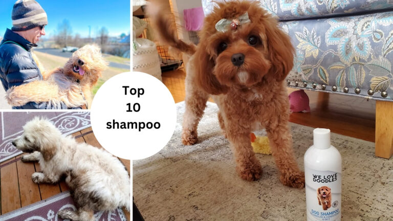 Top 10 best dog shampoo for labradoodles to medical advice