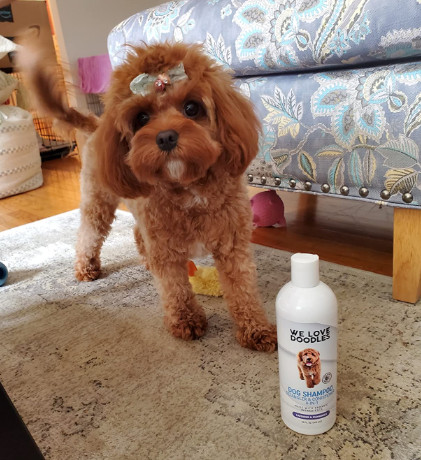 best dog shampoo for labradoodles