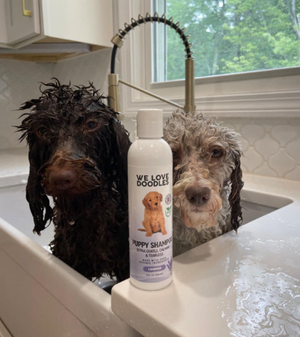 best dog shampoo for labradoodles