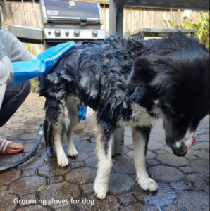 Grooming gloves for dog