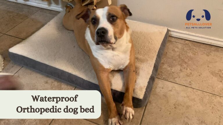 Top 5 Waterproof orthopedic dog bed and The way to rescue