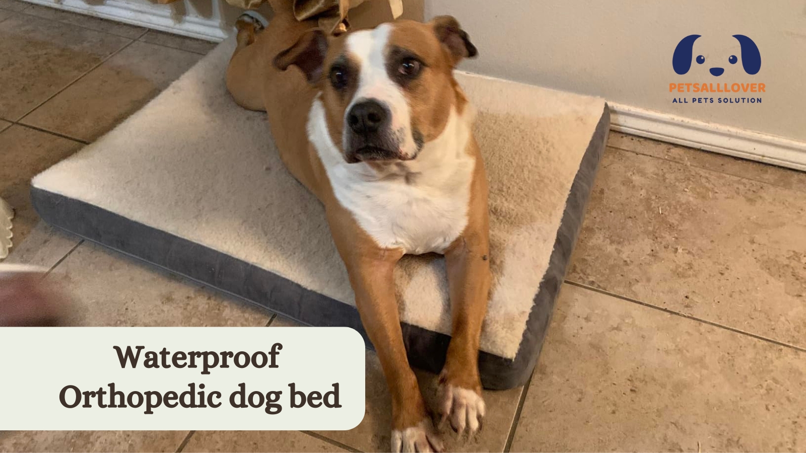 Waterproof orthopedic dog bed