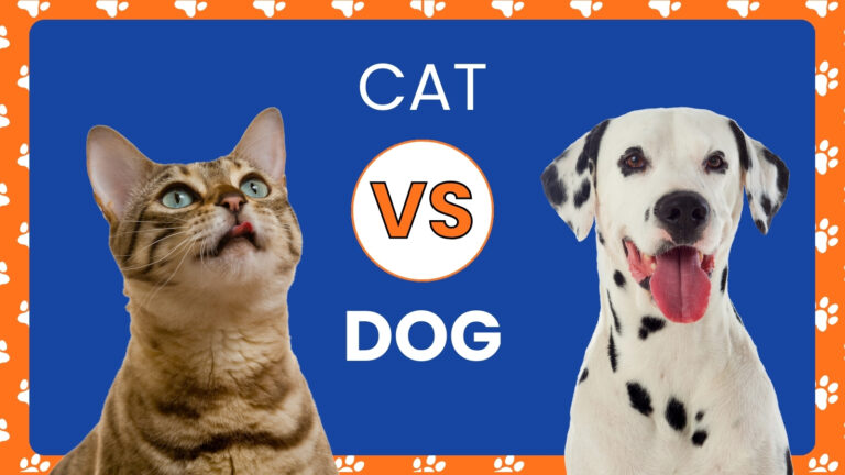 Which would be best for you, dogs or cats?