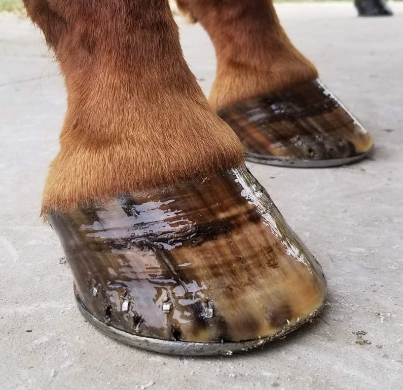 why do horses need shoes