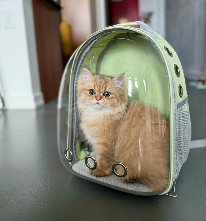 Cat Pet Carrier Backpack