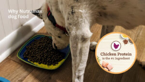 Why Nutramax dog food