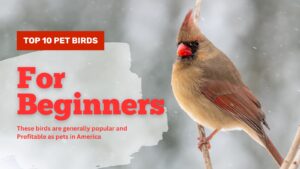 Top 10 Pet Birds for Beginners