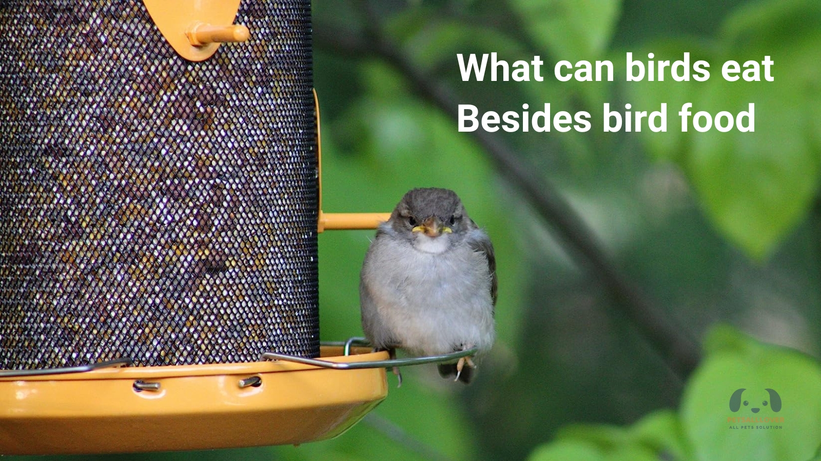 what can birds eat besides bird food