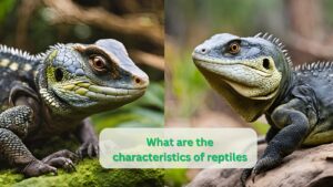 What are the characteristics of reptiles