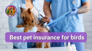 best pet insurance for birds