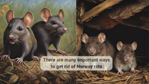 How to get rid of Norway rats