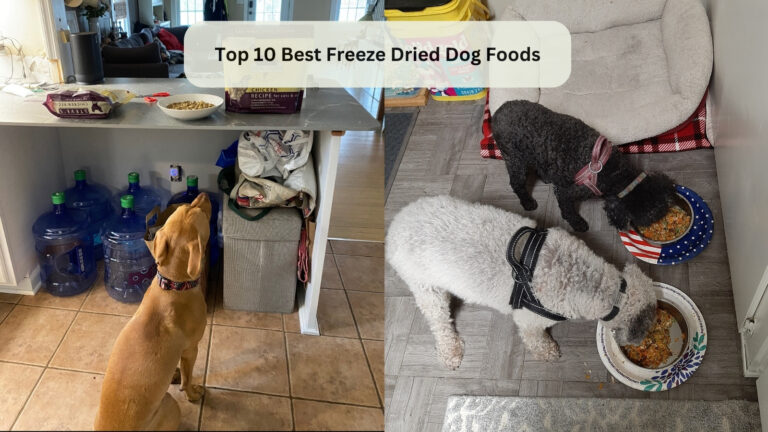 best freeze dried dog food