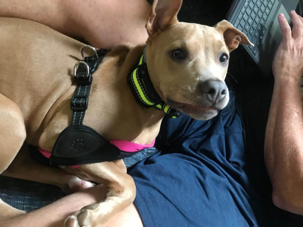 shock collar for stubborn dogs